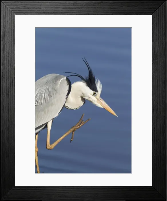 Framed Print : Picture No. 10887251 Framed Print : Picture No. 10887251