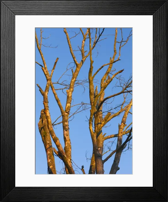 Framed Print : Picture No. 10887322 Framed Print : Picture No. 10887322