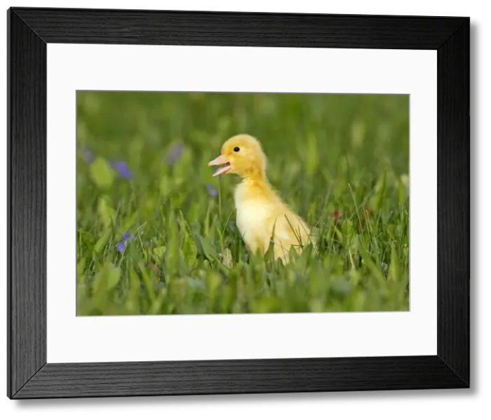 Framed Print : Picture No. 10886758 Framed Print : Picture No. 10886758