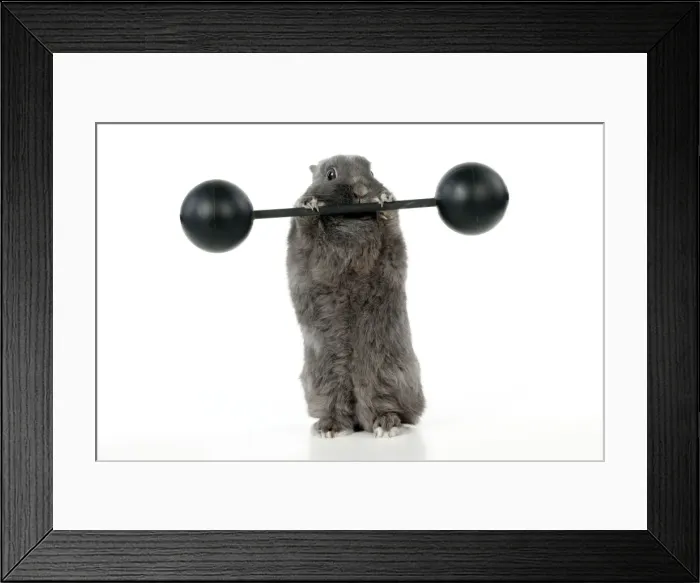 Framed Print : Picture No. 10887426