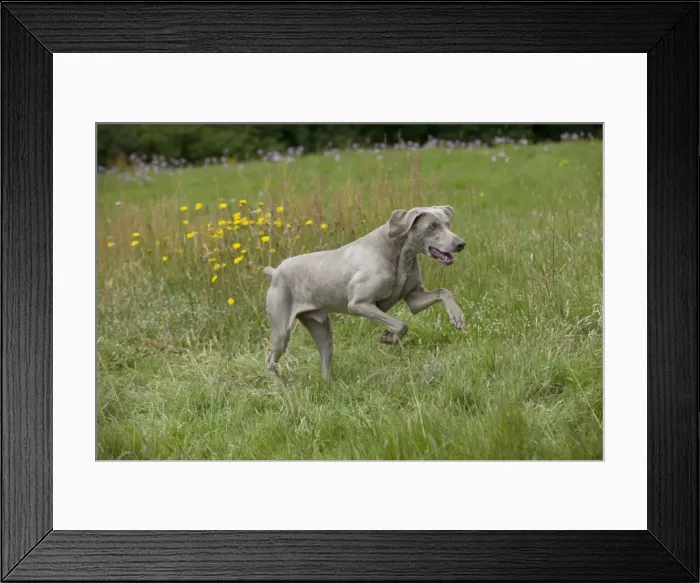 Framed Print : Picture No. 10887457 Framed Print : Picture No. 10887457