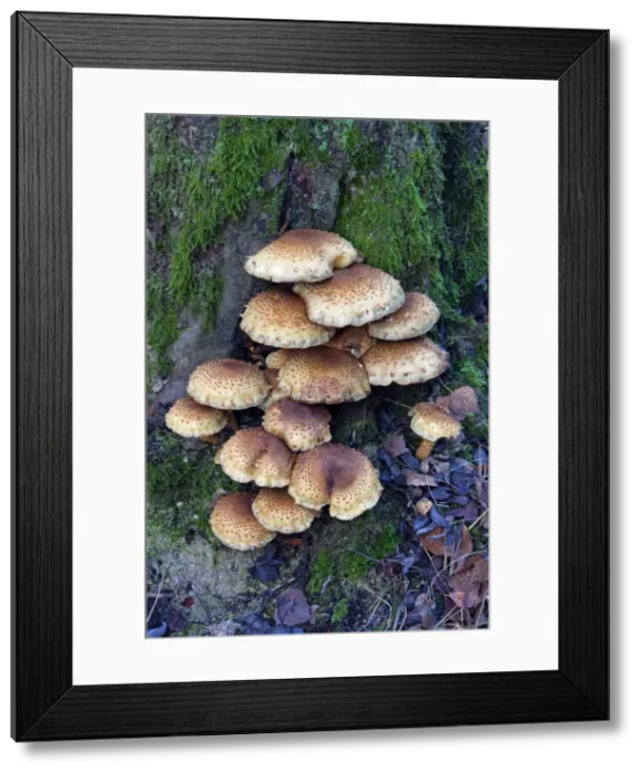 Framed Print : Picture No. 10887325 Framed Print : Picture No. 10887325