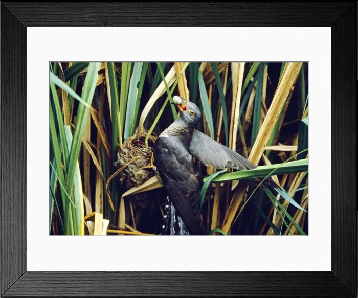 Framed Print : Picture No. 10887360