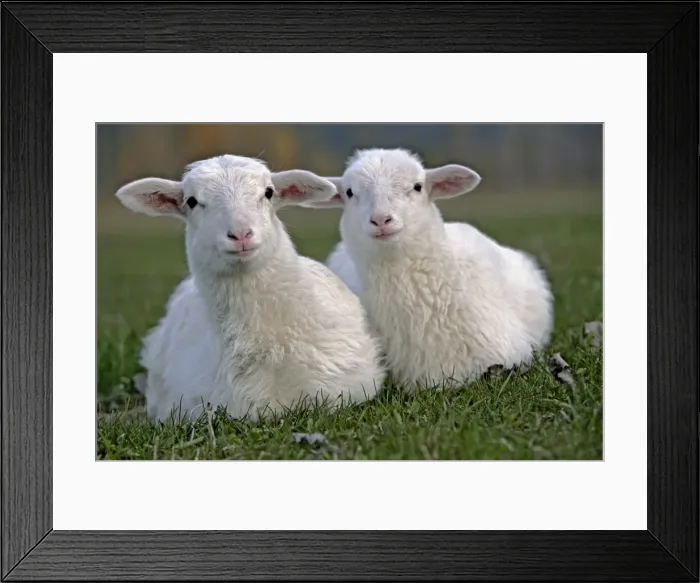 Framed Print : Picture No. 10886734 Framed Print : Picture No. 10886734