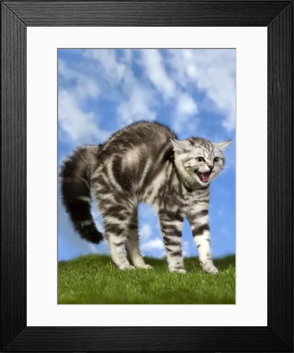 Framed Print : Picture No. 10887804 Framed Print : Picture No. 10887804