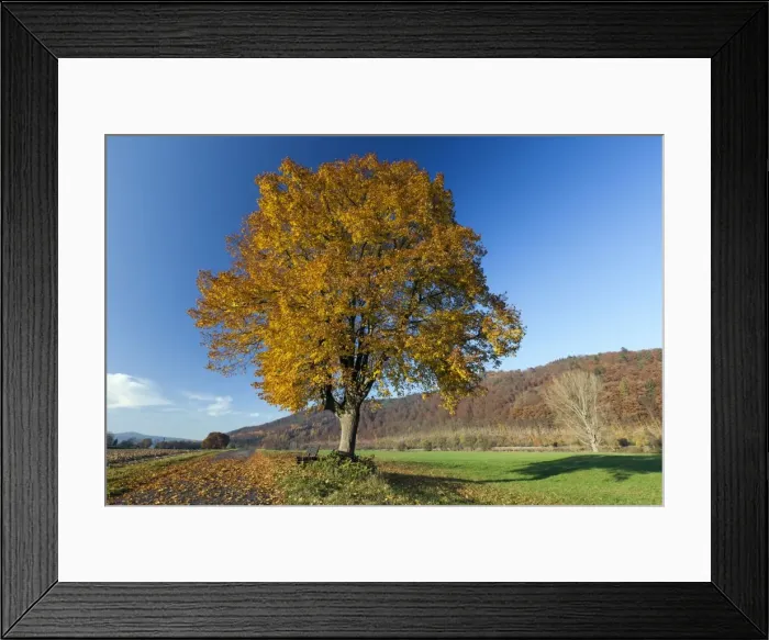 Framed Print : Picture No. 10887334 Framed Print : Picture No. 10887334