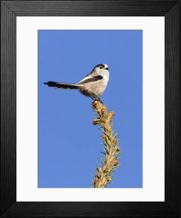 Framed Print : Picture No. 10887336 Framed Print : Picture No. 10887336