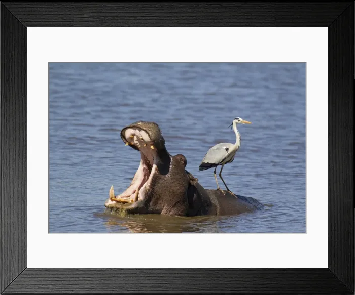 Framed Print : Picture No. 10887236 Framed Print : Picture No. 10887236