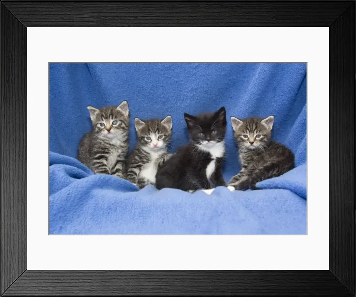 Framed Print : Picture No. 10887331 Framed Print : Picture No. 10887331