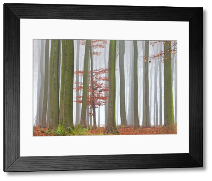 Framed Print : Picture No. 10887312 Framed Print : Picture No. 10887312