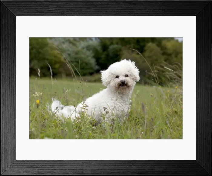 Framed Print : Picture No. 10887521 Framed Print : Picture No. 10887521