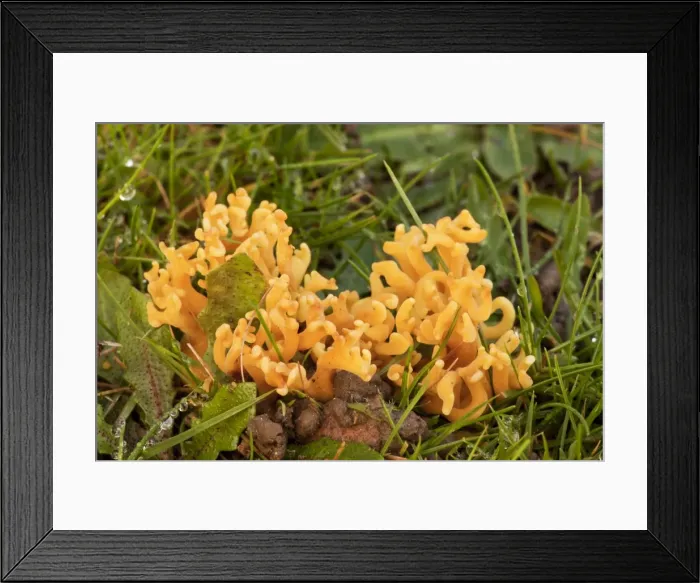 Framed Print : Picture No. 10887221