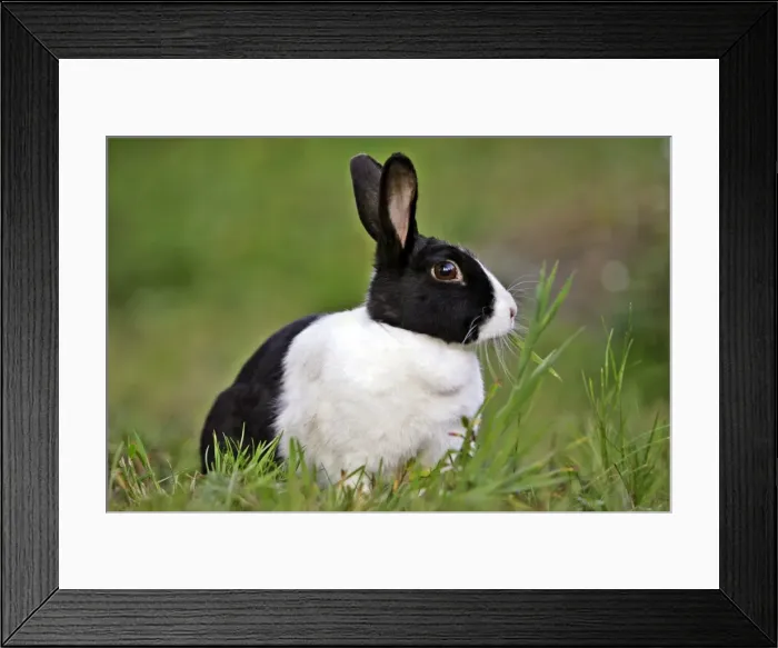 Framed Print : Picture No. 10886737 Framed Print : Picture No. 10886737
