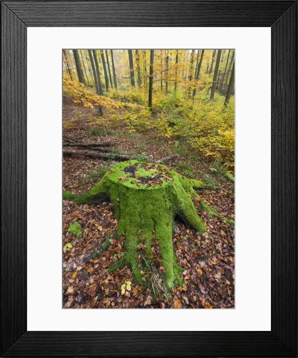 Framed Print : Picture No. 10887356 Framed Print : Picture No. 10887356