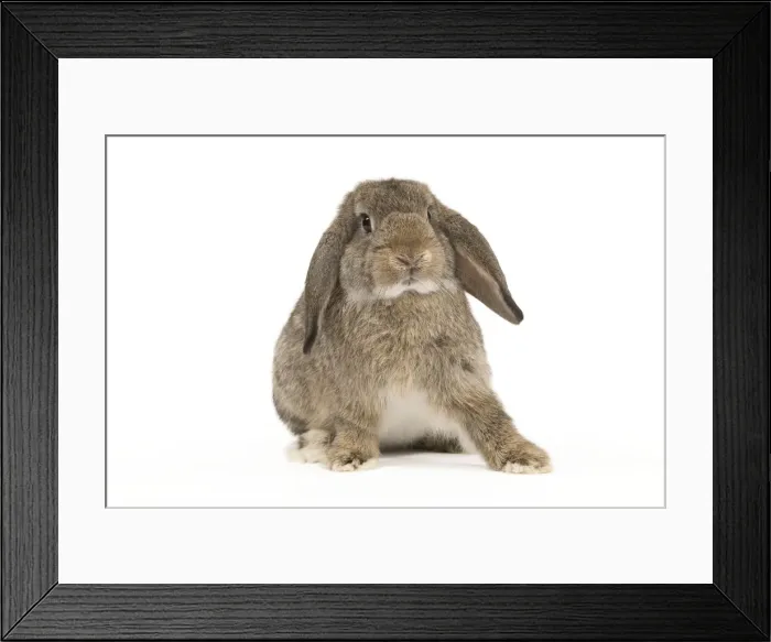 Framed Print : Picture No. 10886707 Framed Print : Picture No. 10886707