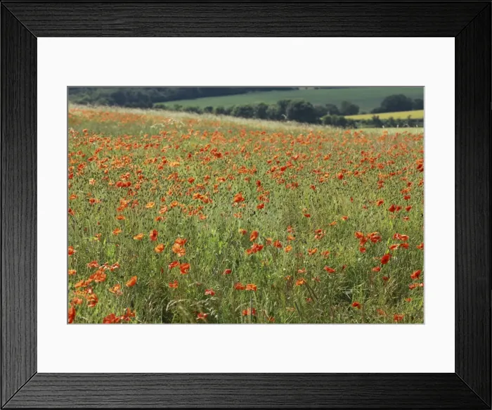 Framed Print : Picture No. 10887529 Framed Print : Picture No. 10887529