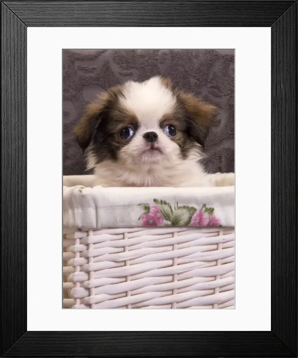 Framed Print : Picture No. 10888029 Framed Print : Picture No. 10888029