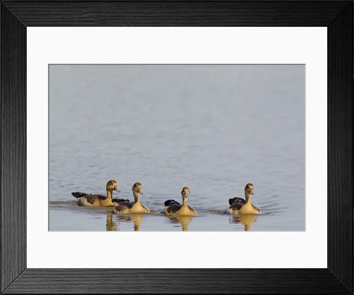 Framed Print : Picture No. 10887226