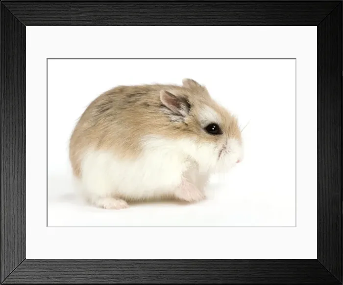 Framed Print : Picture No. 10888007