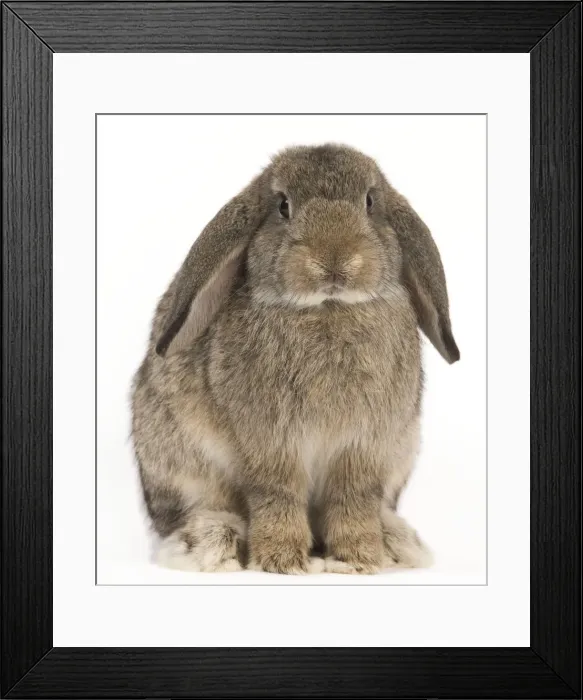 Framed Print : Picture No. 10886715 Framed Print : Picture No. 10886715