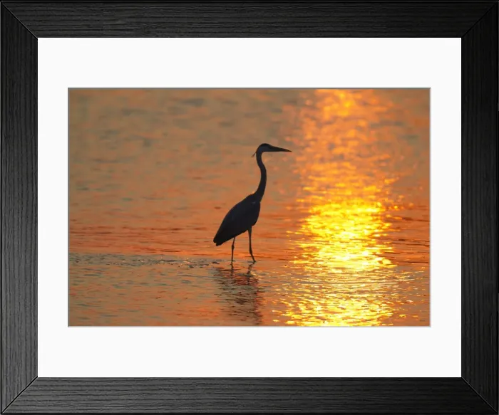 Framed Print : Picture No. 10887254 Framed Print : Picture No. 10887254