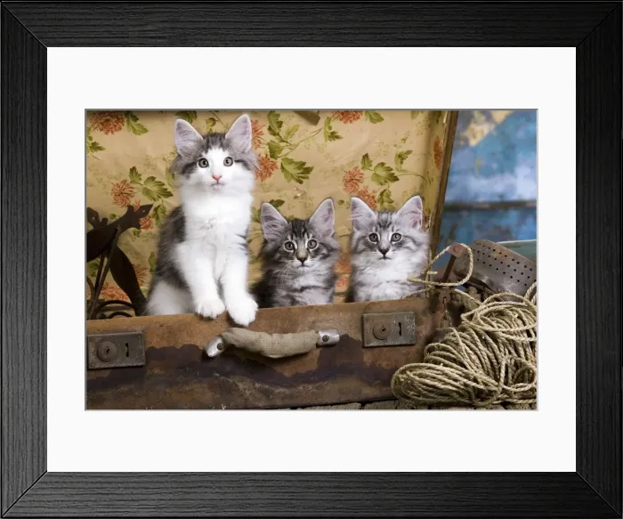 Framed Print : Picture No. 10887790 Framed Print : Picture No. 10887790