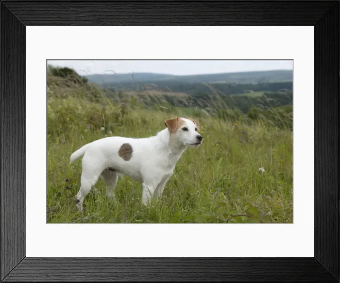 Framed Print : Picture No. 10887452 Framed Print : Picture No. 10887452
