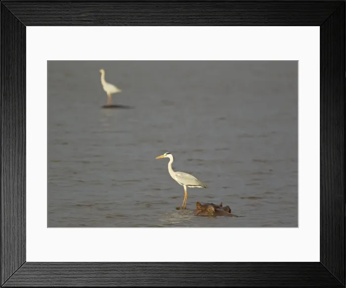 Framed Print : Picture No. 10887285 Framed Print : Picture No. 10887285