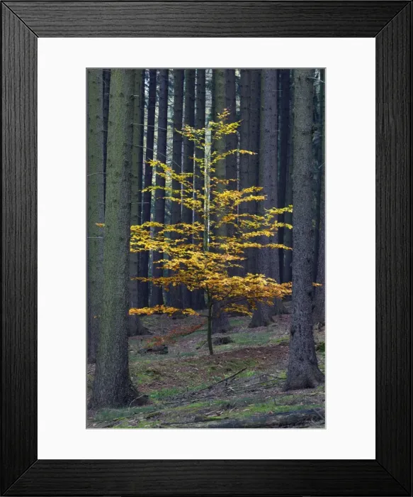 Framed Print : Picture No. 10887310 Framed Print : Picture No. 10887310