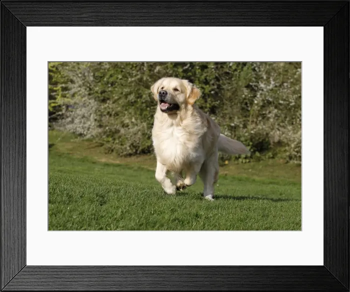 Framed Print : Picture No. 10887732 Framed Print : Picture No. 10887732