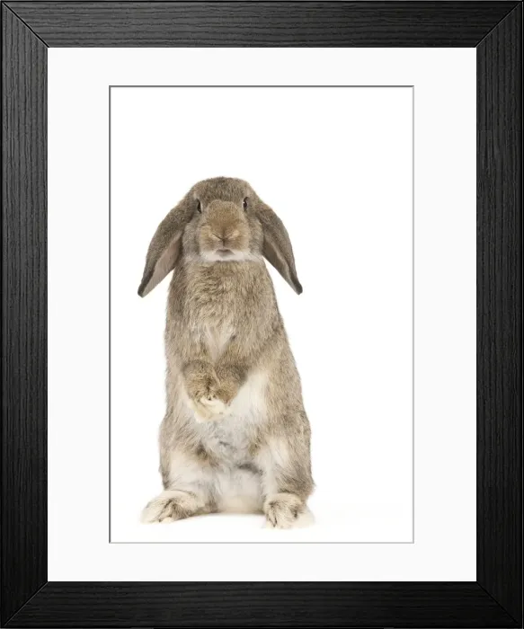 Framed Print : Picture No. 10886709 Framed Print : Picture No. 10886709