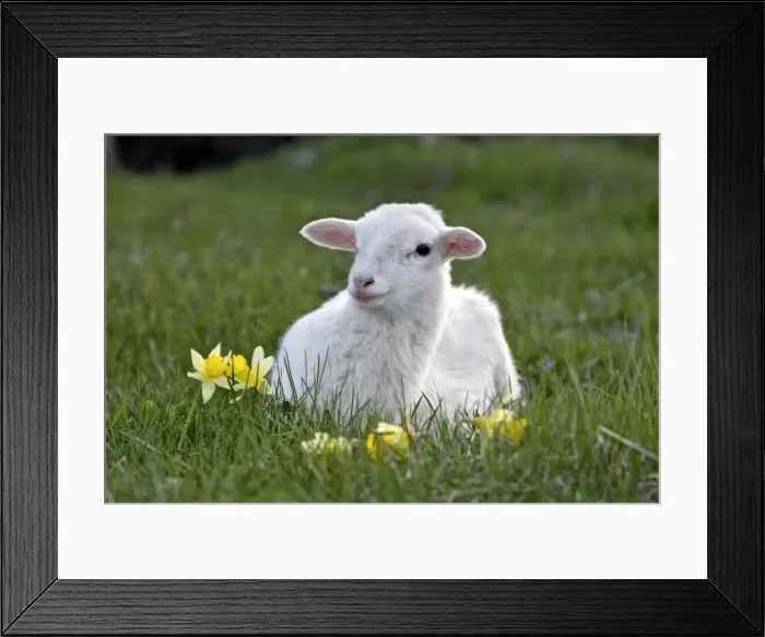 Framed Print : Picture No. 10886739