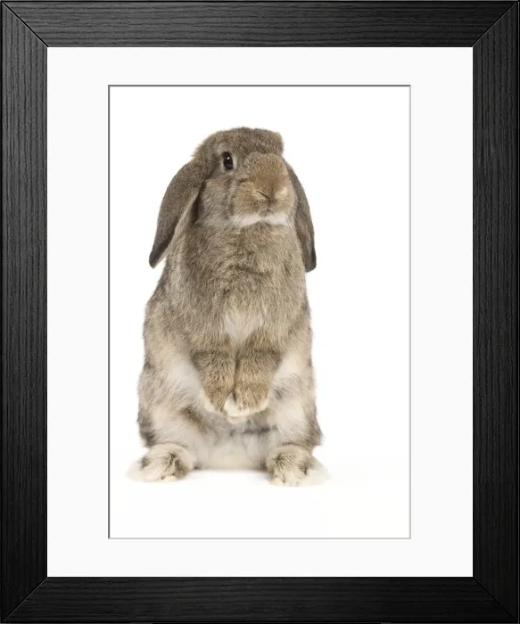 Framed Print : Picture No. 10886711 Framed Print : Picture No. 10886711