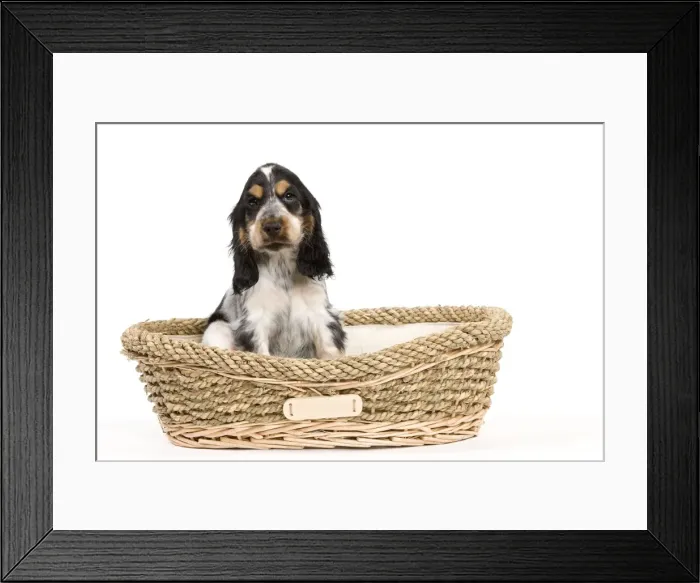 Framed Print : Picture No. 10888014 Framed Print : Picture No. 10888014