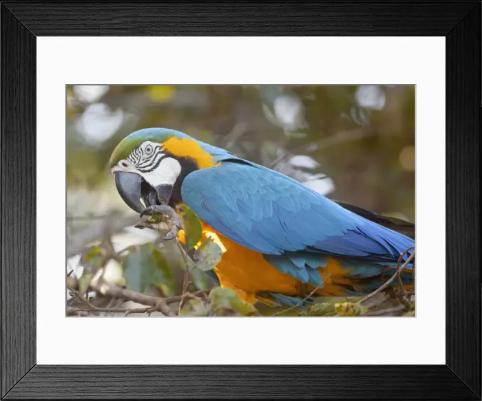 Framed Print : Picture No. 10889177 Framed Print : Picture No. 10889177