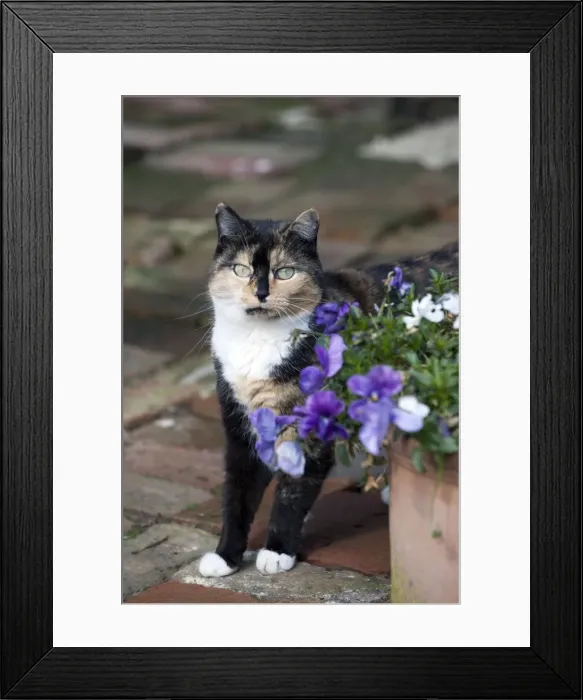 Framed Print : Picture No. 10888922