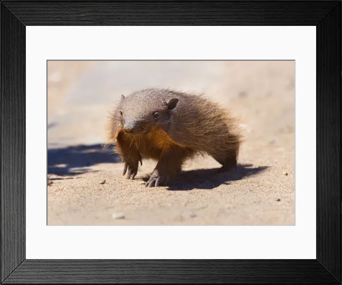 Framed Print : Picture No. 10889146 Framed Print : Picture No. 10889146