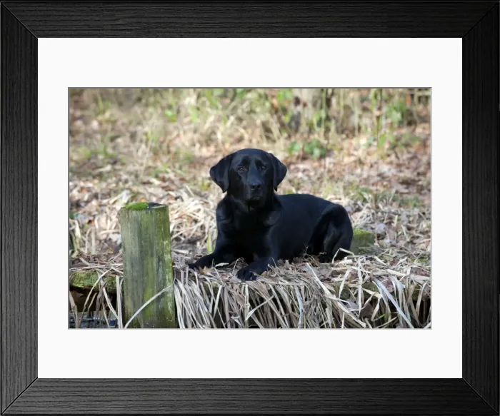 Framed Print : Picture No. 10888885 Framed Print : Picture No. 10888885