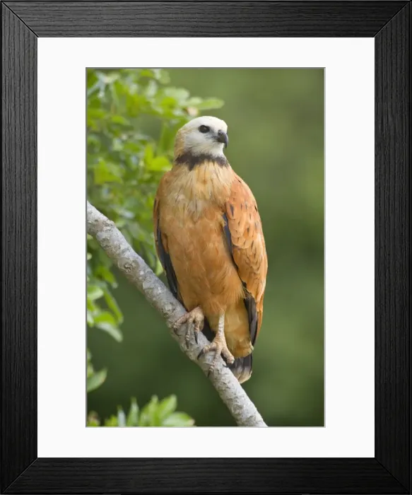 Framed Print : Picture No. 10889170 Framed Print : Picture No. 10889170