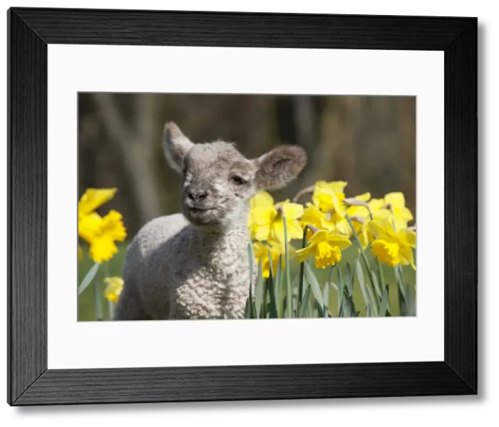 Framed Print : Picture No. 10888917 Framed Print : Picture No. 10888917