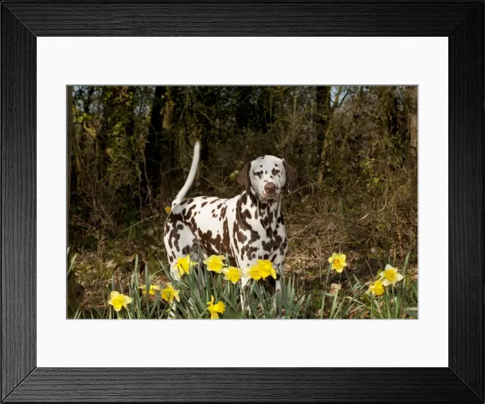 Framed Print : Picture No. 10888925