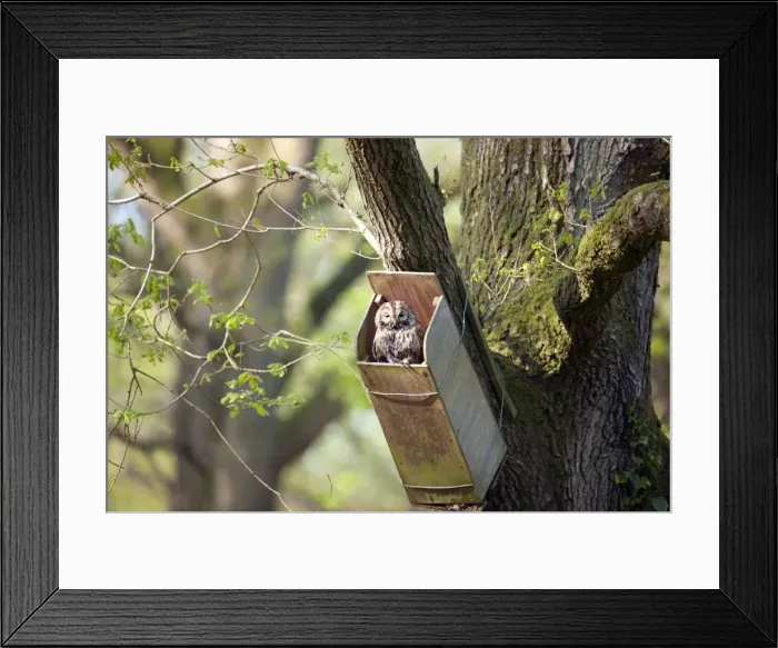 Framed Print : Picture No. 10889134
