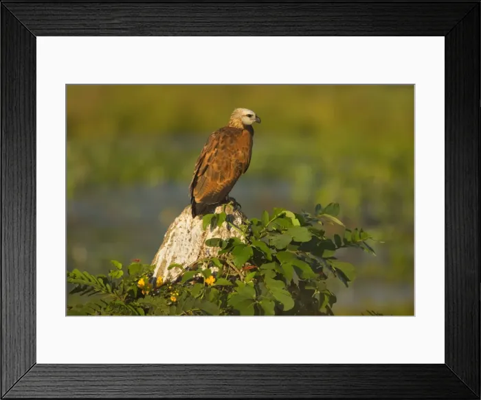 Framed Print : Picture No. 10889169 Framed Print : Picture No. 10889169