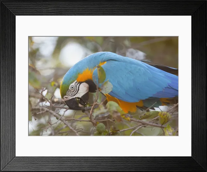 Framed Print : Picture No. 10889176 Framed Print : Picture No. 10889176