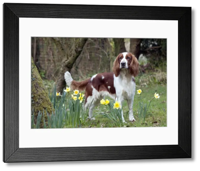 Framed Print : Picture No. 10888909 Framed Print : Picture No. 10888909
