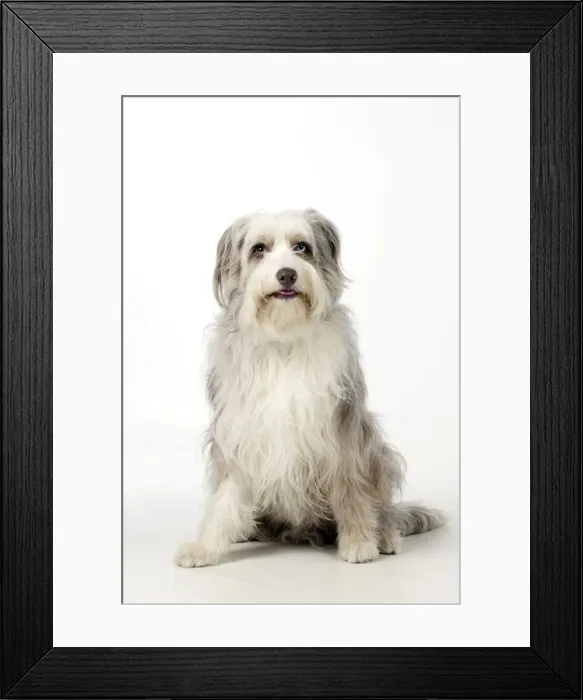 Framed Print : Picture No. 10888895 Framed Print : Picture No. 10888895