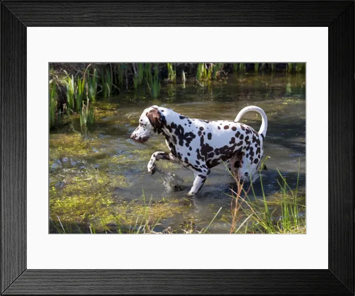 Framed Print : Picture No. 10888930 Framed Print : Picture No. 10888930