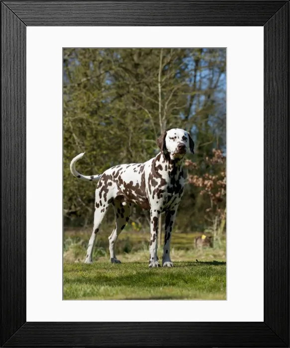 Framed Print : Picture No. 10888934