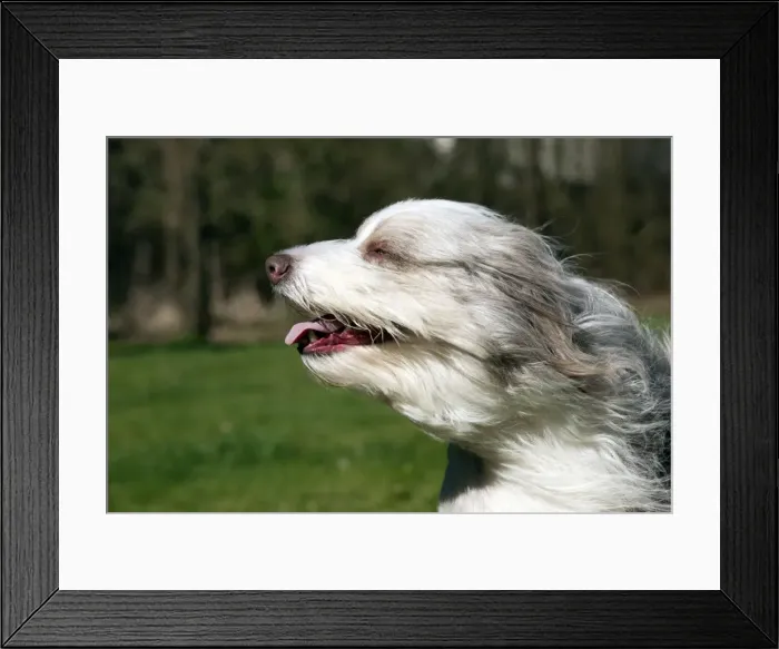 Framed Print : Picture No. 10888899 Framed Print : Picture No. 10888899