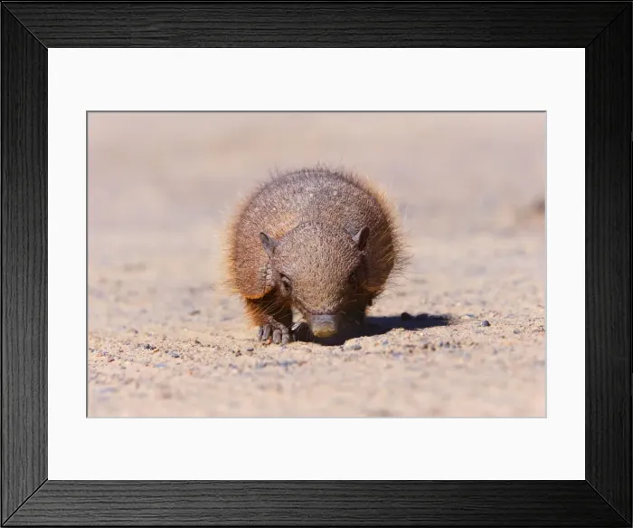 Framed Print : Picture No. 10889144 Framed Print : Picture No. 10889144